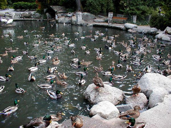 Lithe Park ducks - lots of 'em.