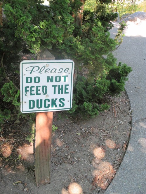 No love for Lithia Park ducks...