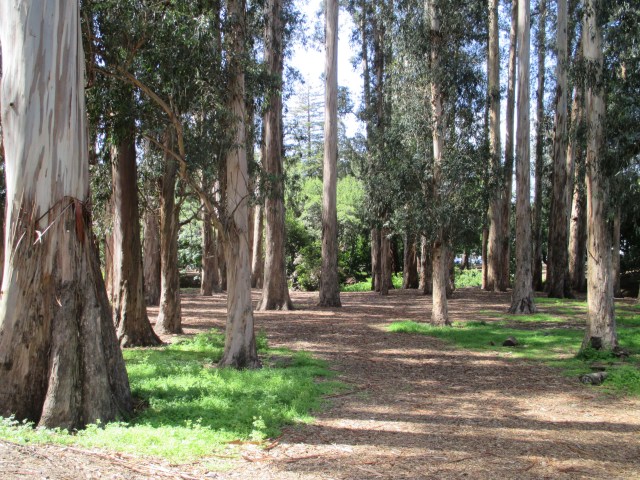 Eucalyptus Grove on campus.