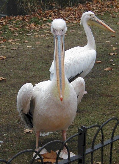 "Could one of you kindly direct me to Ben Franklin's house?"