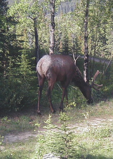 tesserology banff elk